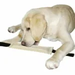Boudin de jeu et de mordant à 2 poignées pour chien 31 x 7 cm - Lot de 12