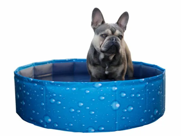 Pataugeoire piscine pliable pour chien Bubble Kerbl 80 x 20 cm - 100 L – Image 2