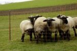 Piquet de renfort d'angle rigide 95-120 cm pour filet de clôture (mouton, poule) – Image 4